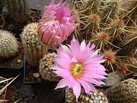 echinocereus_pamanesiorum_201306