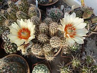 echinocereus_papillosus_angusticeps_201205