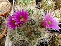 echinocereus_parkeri_gonzalezi_201405