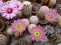echinocereus_pectinatus_neomexicanus_201305