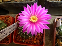 echinocereus_pulchellus_acanthosetus_201405