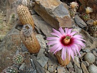 echinocereus_reichenbachii_fitchii_hk1277_201306