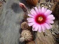 echinocereus_reichenbachii_fitchii_sb861_201306