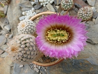 echinocereus_reichenbachii_perbellus_sb1478_201406