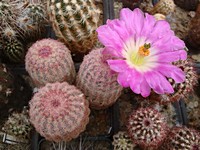 echinocereus_rigidissimus_lau1783_201307