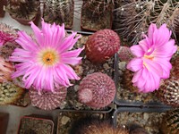 echinocereus_rigidissimus_rubispinus_lau1088_201306