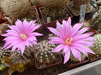 echinocereus_schwarzii_mz920_201405