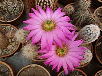 echinocereus_sciurus_sb1258_201206