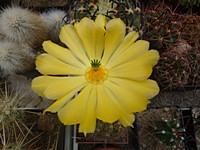 echinocereus_tayopensis_201306