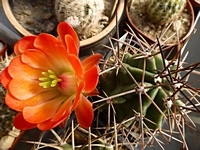 echinocereus_triglochidiatus_guernyi_jm112_201405