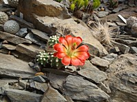 echinocereus_triglochidiatus_inermis_201205