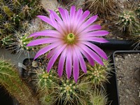 echinocereus_viereckii_201306