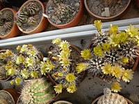 echinocereus_viridiflorus_dawisii_201204
