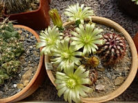 echinocereus_viridiflorus_hk1007_201405