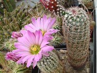 echinocereus_websterianus_201307