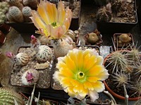 echinocereusy_dasyacanthus_sb224vzadu_pectinatus_ctenoides_201306