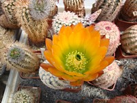 echinocerus_pectinatus_wenigerii_kvet_201206