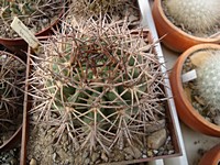 acanthocalycium_ferrari_201203