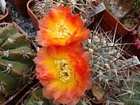 acanthocalycium_sp_v148_201105