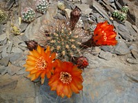 acanthocalycium_variiflorum_201306