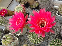 echinopsis_calorubra_201105