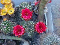 echinopsis_calorubra_201306