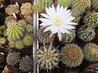 echinopsis_campylacantha_201306