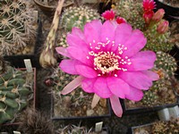 echinopsis_cardenasiana_wr498_201306