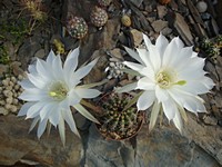 echinopsis_fechseri_201307