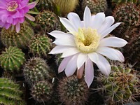 echinopsis_jo130_unpinango_la_rioja_201306