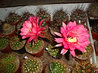echinopsis_kermesina_jo84702_201307