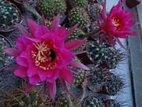 echinopsis_kermesina_r86_20130625
