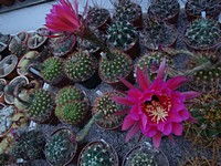 echinopsis_kermesina_r86_201306