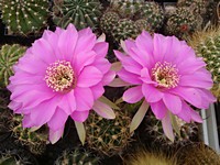 echinopsis_obrepanda_201306