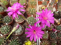 echinopsis_obrepanda_purpurea_cochabamba_201306
