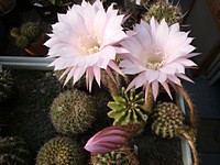 echinopsis_werdermannii_201205