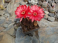 lobivia_arachnacantha_torecillasensis_wr273_201306