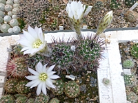 lobivia_aurea_albiflora_201406