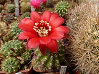 lobivia_aurea_dobeana_se36_201406