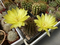 lobivia_aurea_ms36_201406
