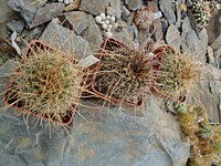 lobivia_aurea_robustior_p105_201212