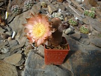 lobivia_bonniae_201204