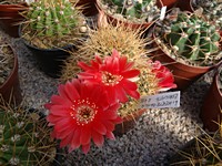 lobivia_hertrichiana_echinata_r416_201307