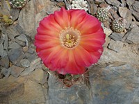 lobivia_hualfinensis_201306