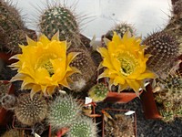 lobivia_pectinifera_201306
