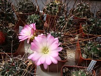 lobivia_pentlandii_boliviensis_201205