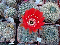 lobivia_salitrensis_r636_201306