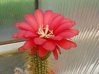 trichocereus_huascha_201307