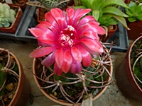 gymnocalycium_carminanthum_201406