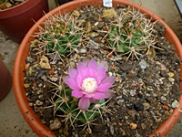 gymnocalycium_neohuberi_201406